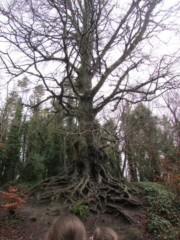 Magnificent root system of a tree in nearby Balrath Wood