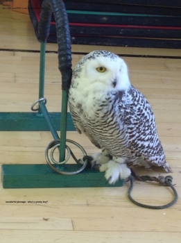A Bird of Prey who visited Yellow Furze 