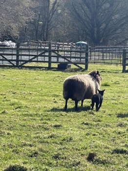 Look at the Lambs!